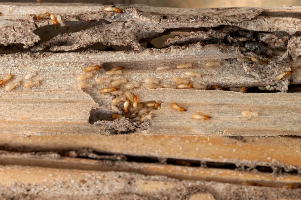Best Pest Removal Services  in Richwood, TX
