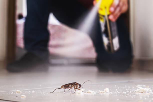 Best Wasp Removal Services  in Richwood, TX
