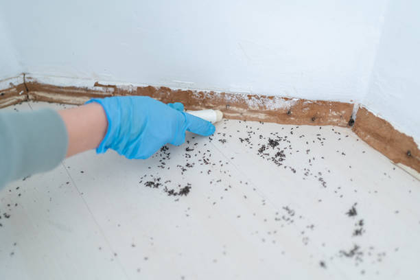 Best Bed Bug Extermination  in Richwood, TX