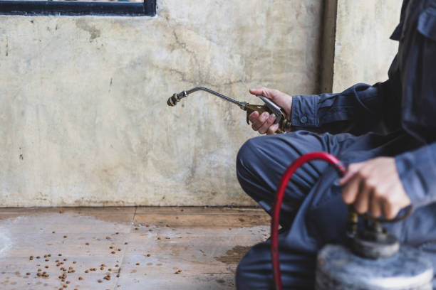 Wasp Removal Services in Richwood, TX